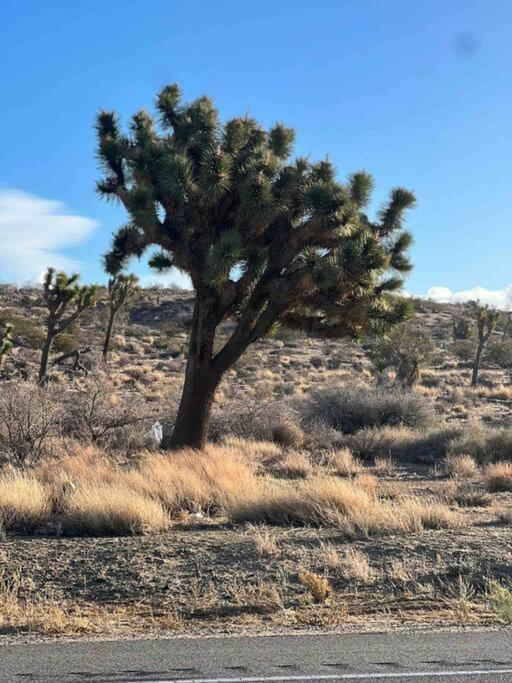 Joshua Tree National Park - Cozy Palms Getaway